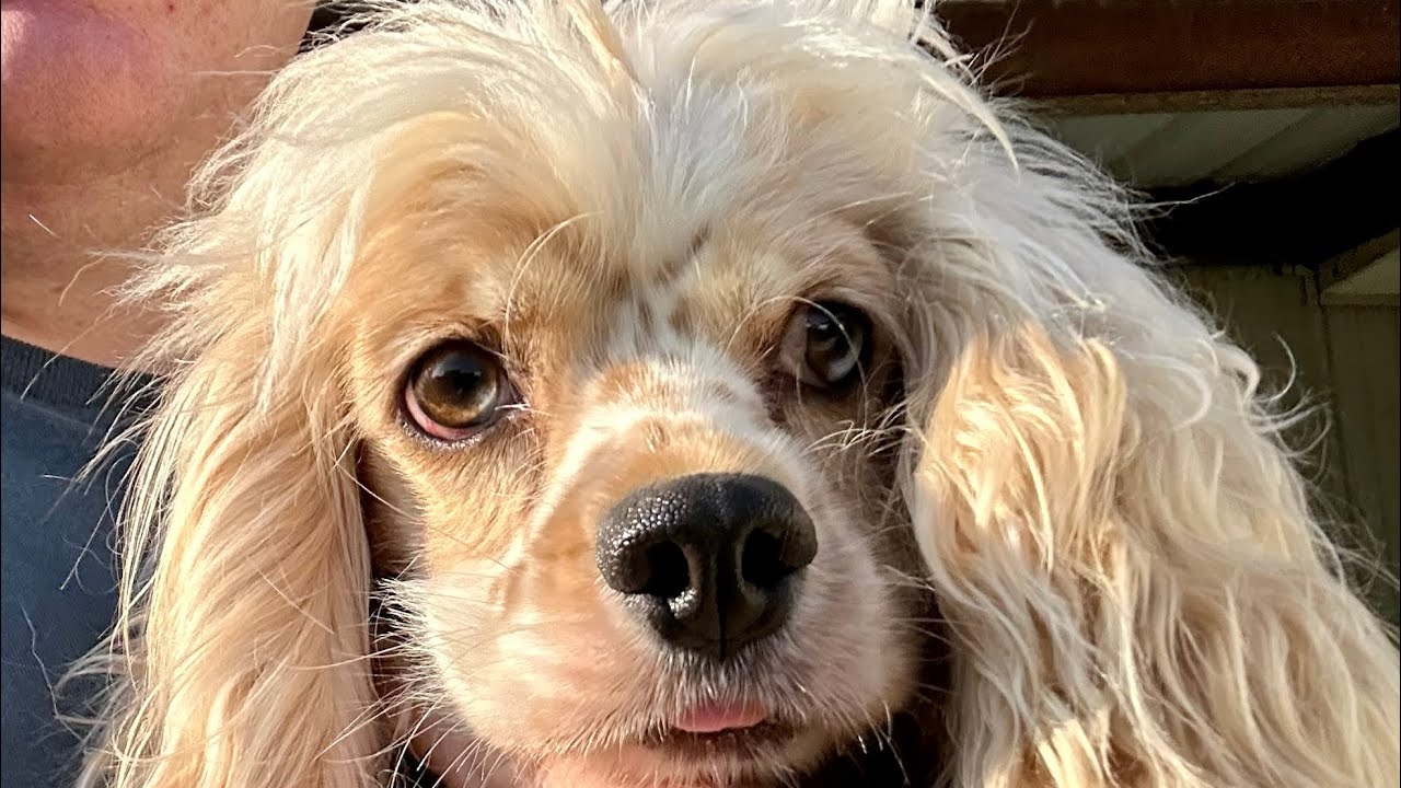 200+ Dogs Being Rescued This Weekend