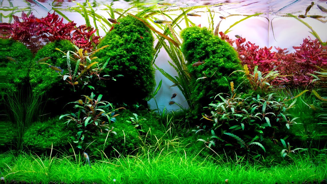 Complete Aquascaping Beginners Guide - Learn ALL The Basics!