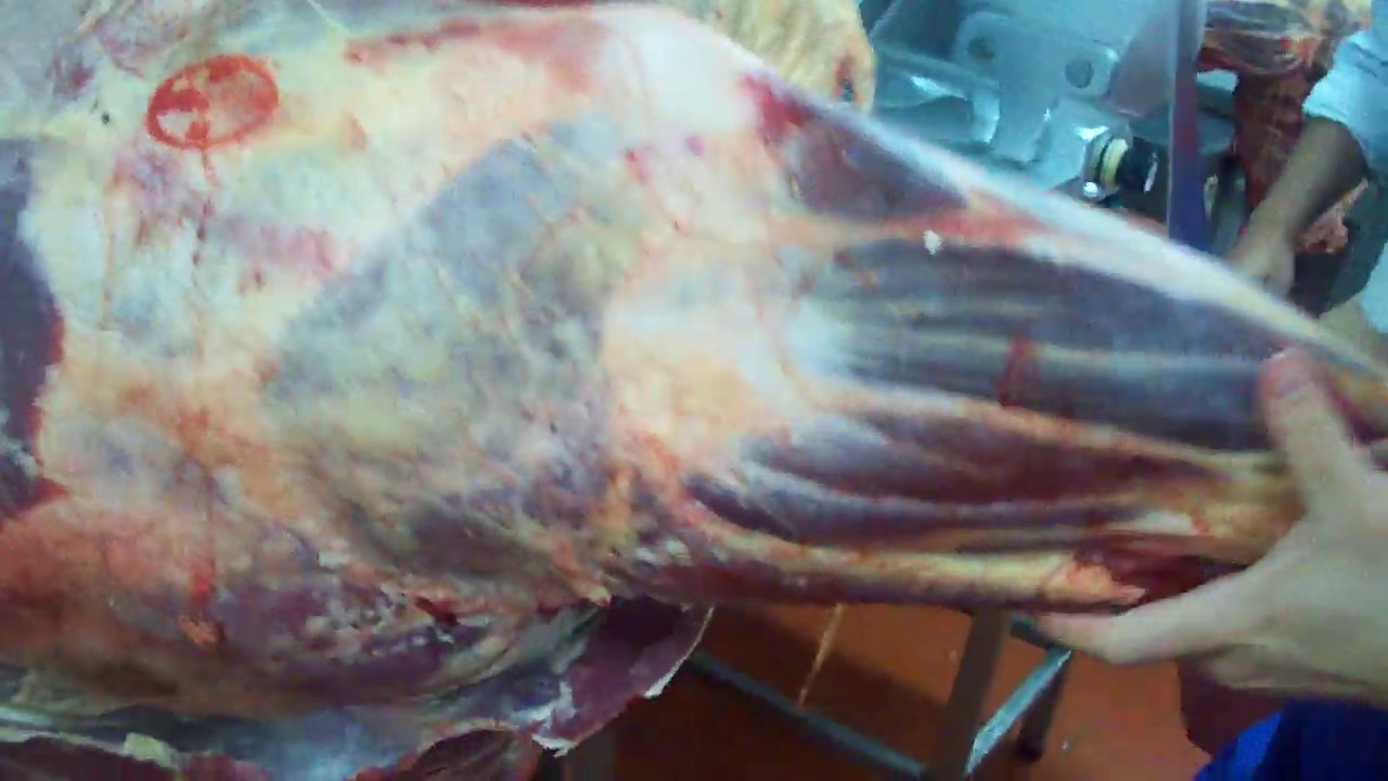 Como empezar un Cuarto delantero de ternera /how to start  a Forequarter beef