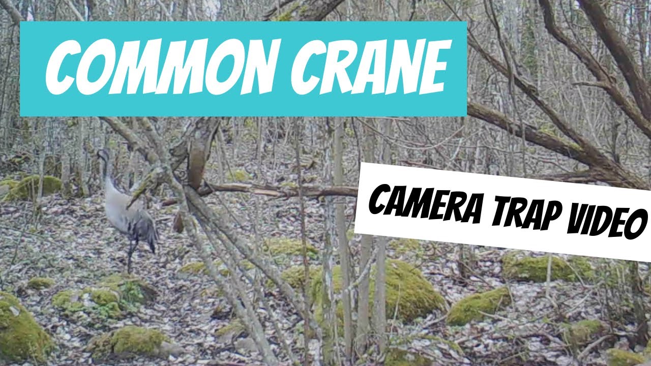 Grus grus (Common Crane; sookurg)