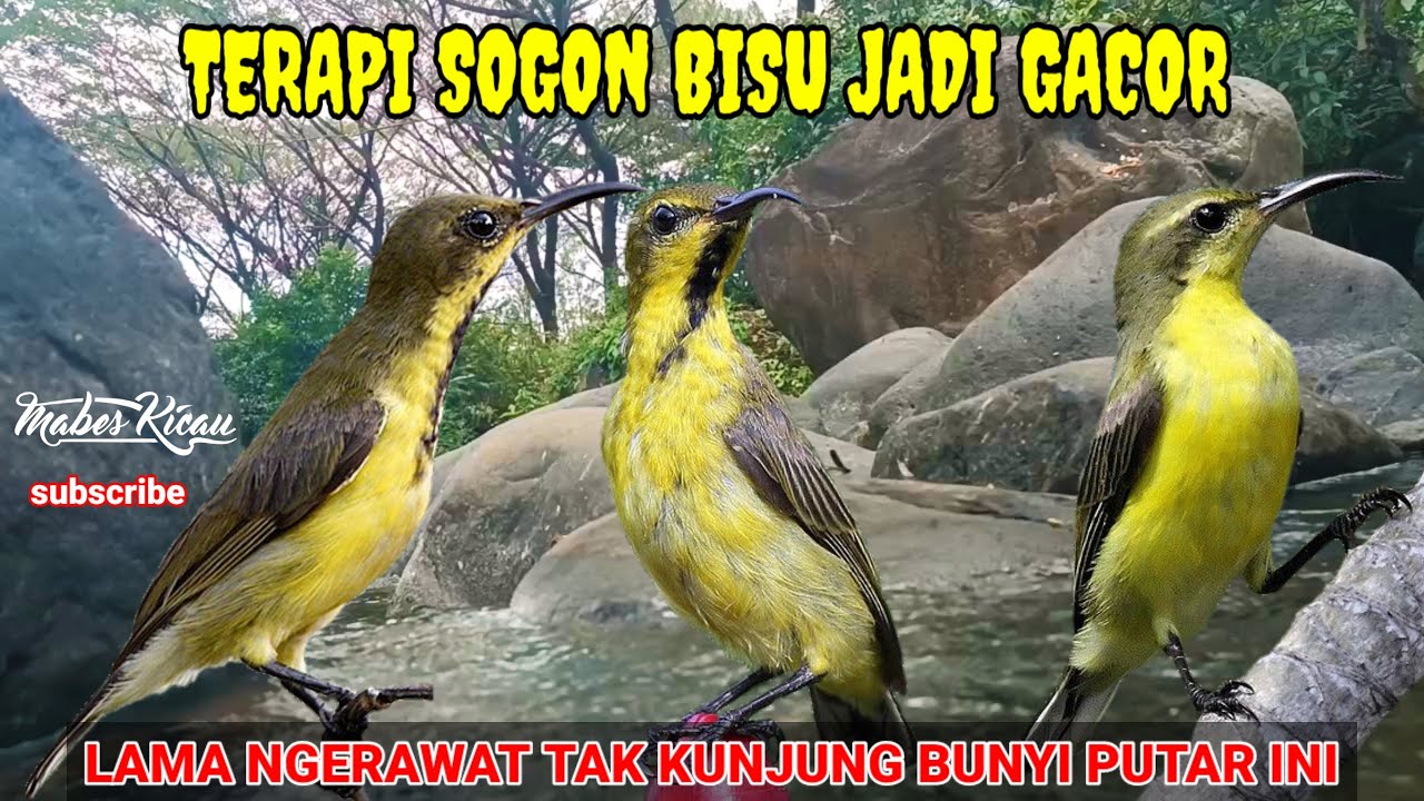 SEKALI PUTAR LANGSUNG NYAUT || TERAPI SOGON BAHAN/OMBYOKAN/IJOAN LANGSUNG RESPON DAN RAJIN BUNYI