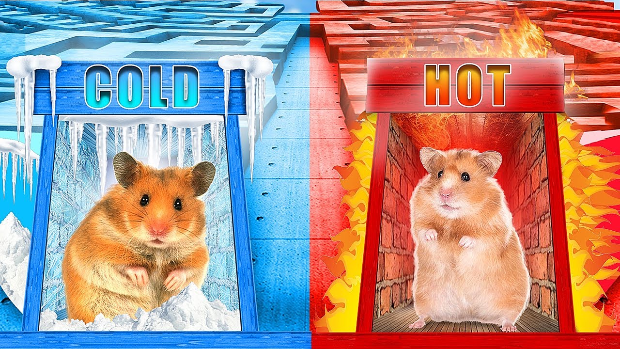 Mega Hamster Race! Cold and Hot Maze with Traps!