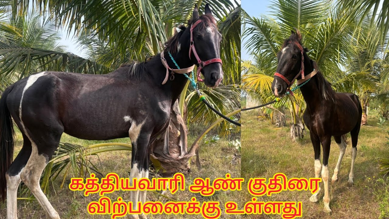 Kathiyawari stallion available for sale/ புதுக்கோட்டையில் கத்தியவாரி ஆண் குதிரை விற்பனைக்கு உள்ளது 