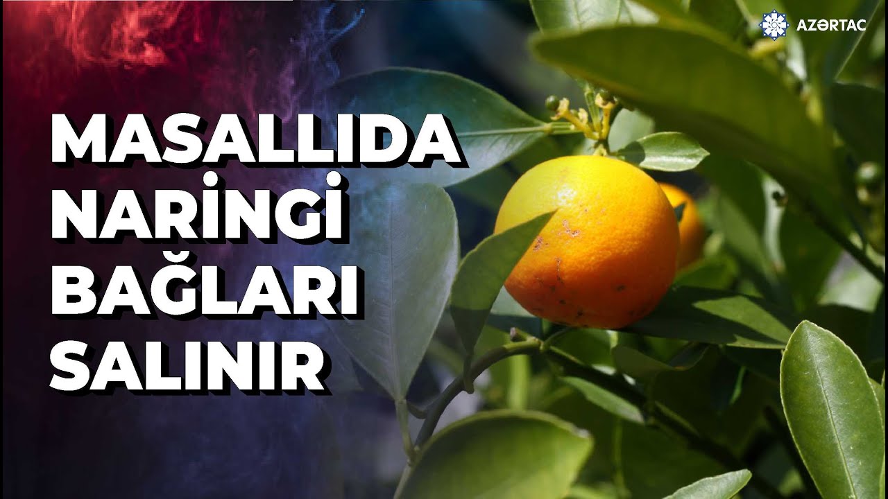 Masallıda intensiv sitrus bağı salınır