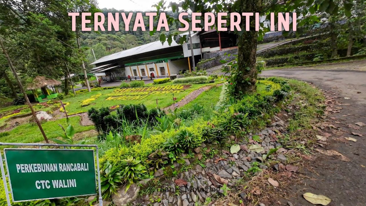 Akhirnya Tidak Penasaran | Mencoba Jalur Perkebunan Teh Sinumbra Arah Pabrik Walini