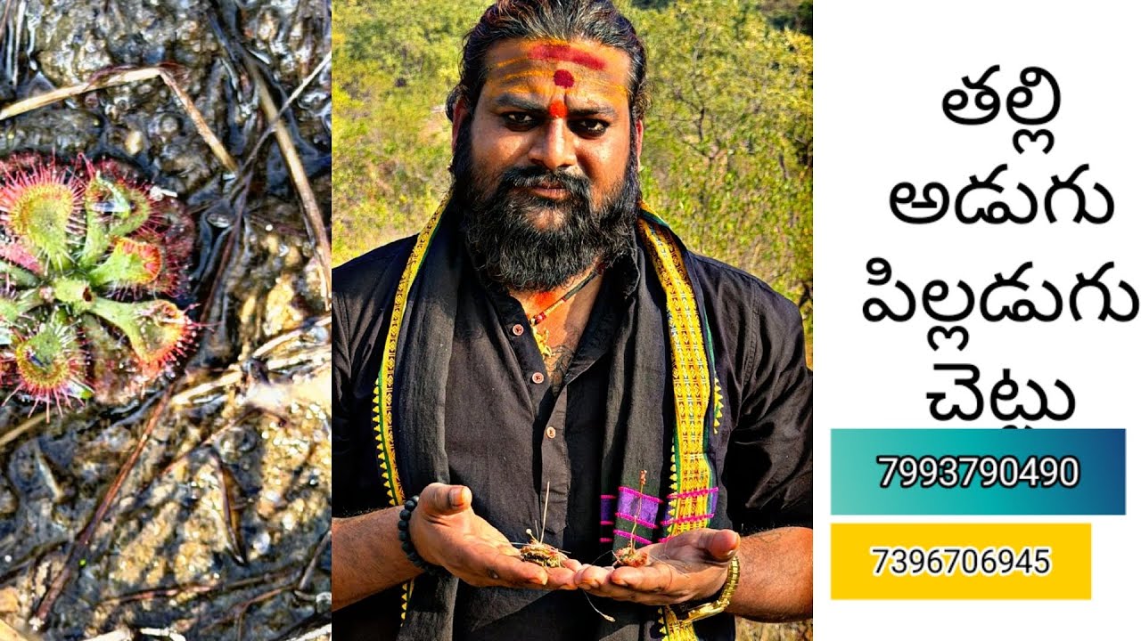 తల్లి అడుగు పిల్లలు అడుగు చెట్టు అత్యంత శక్తివంతమైనది 7993790490