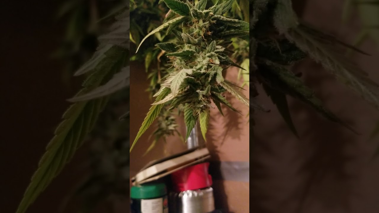 Bc Big Bud And Juicy Fruit 4 plant indoor.