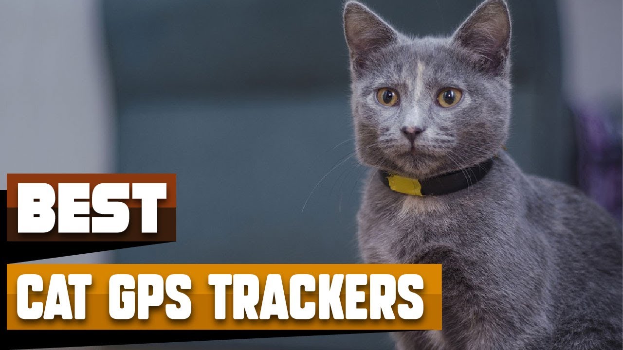 Best Cat GPS Tracker In 2026 - Top 10 Cat GPS Trackers Review