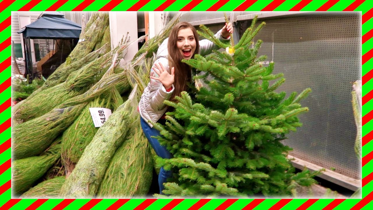 VLOGMAS 16 Kupujemy Choinke 🎄⭐