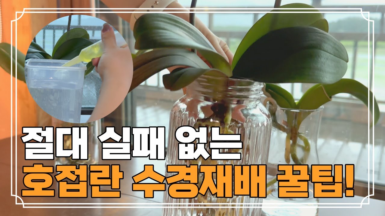 초보도 할 수 있는 수경재배 분갈이 법! 실패없이 호접란 수경재배 성공하는 꿀팁 | 호접란 수경재배 물관리 꿀팁!, 호접란 분갈이법!