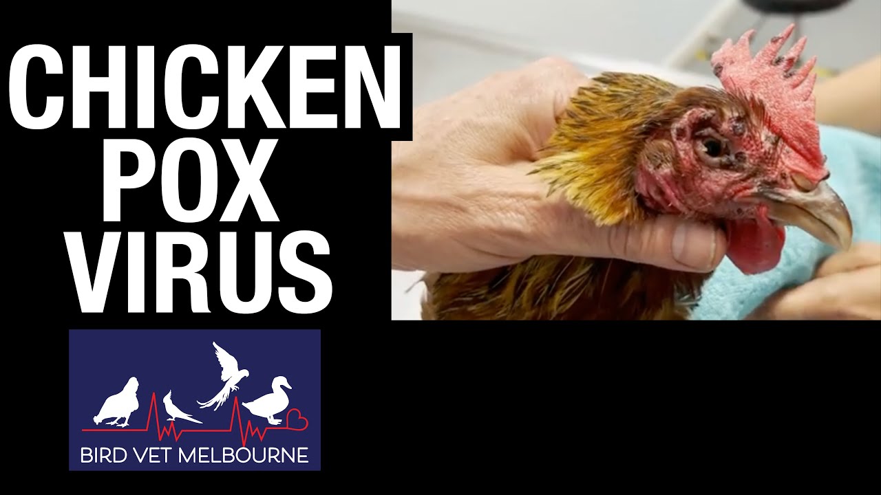 Pox virus in chickens at Bird Vet Melbourne