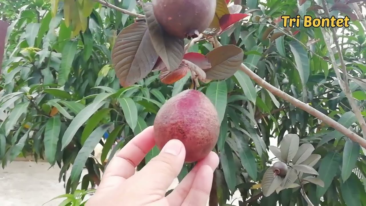Jambu Biji Australia (Psidium Guajava) ||Sikecil Besar Manfaat