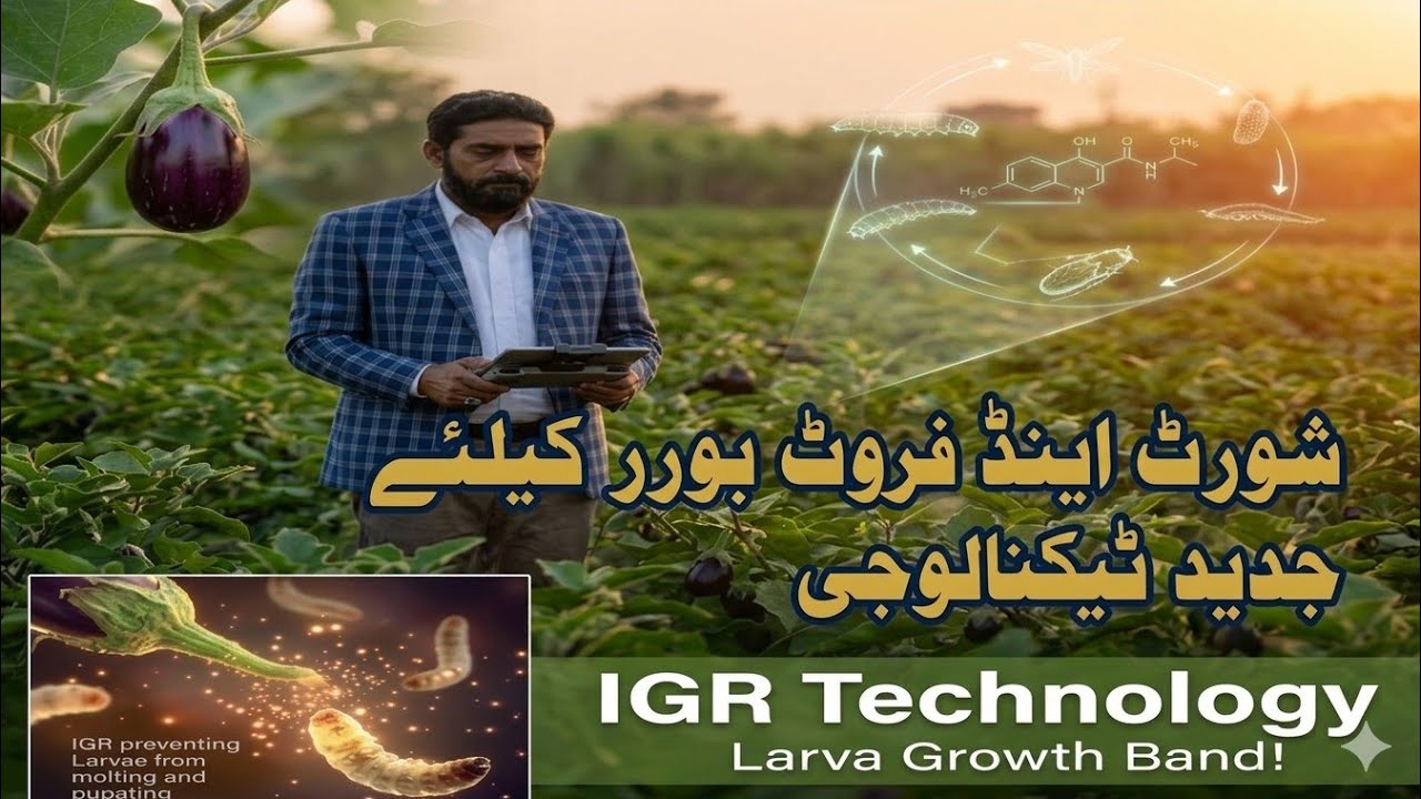 Brinjal Shoot and Fruit Borer Control | Life Cycle & Best Pesticide Ingredients Explained