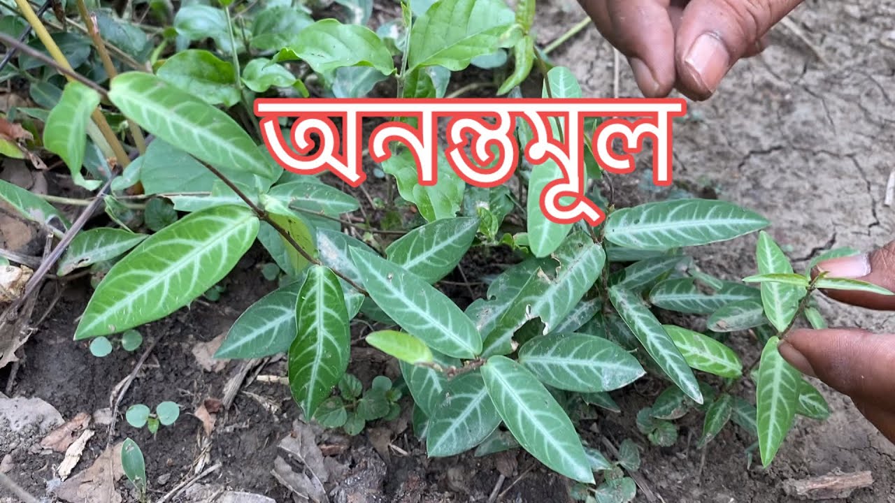 অনন্তমূল