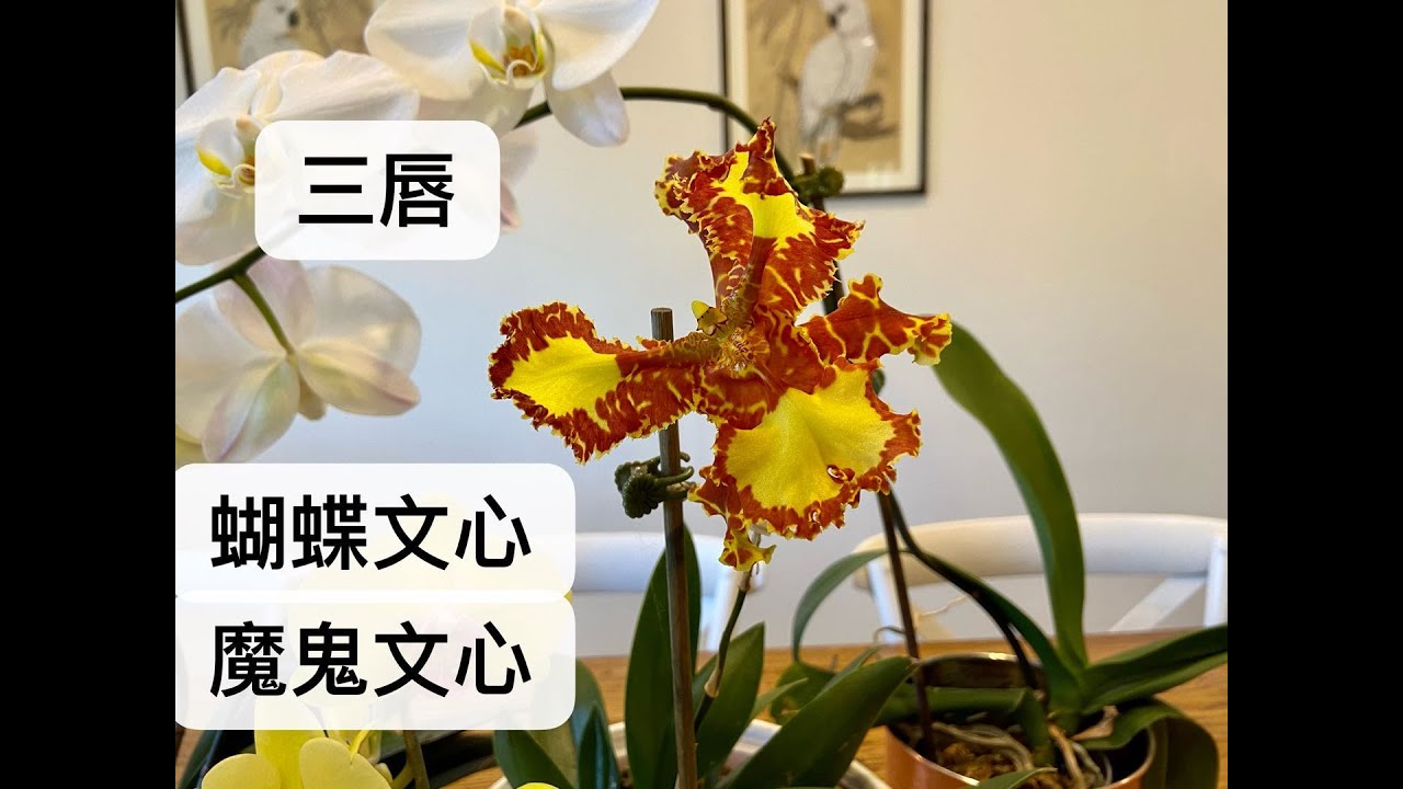 【20367】魔鬼文心的养护方法，三唇蝴蝶文心怎么养？ Psychopsis Mariposa 'Special' // 静姐说花545