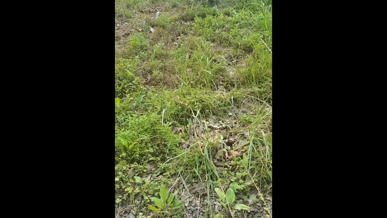 🐾 Cat Adventures in Nature | Peaceful Moments with My Feline Friend 🐾