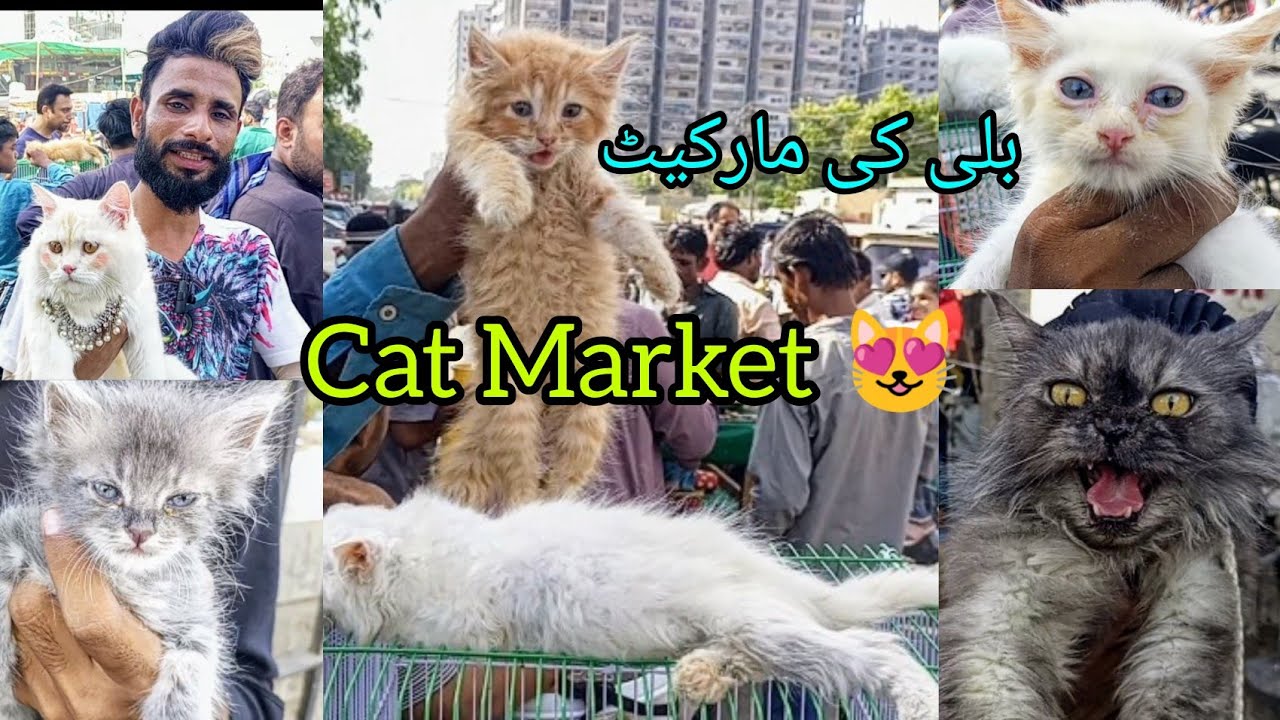 Latest Cat Market Karachi Update | Billi ki Market | Cat Market Karachi | 09 June 2024 #babapetsinfo