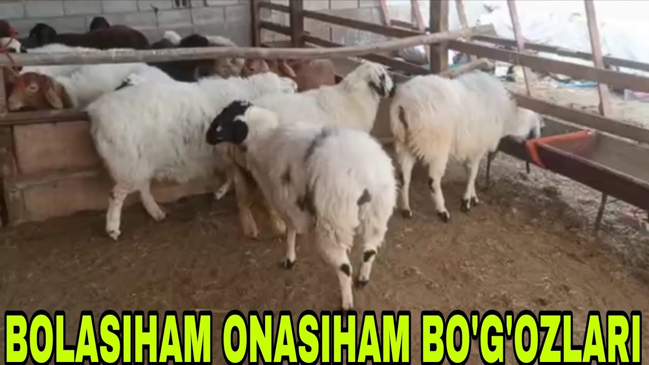 Egizchi qo'ylar onasiham bolasiham bo'g'oz variantlari 15 марта 2026 г.