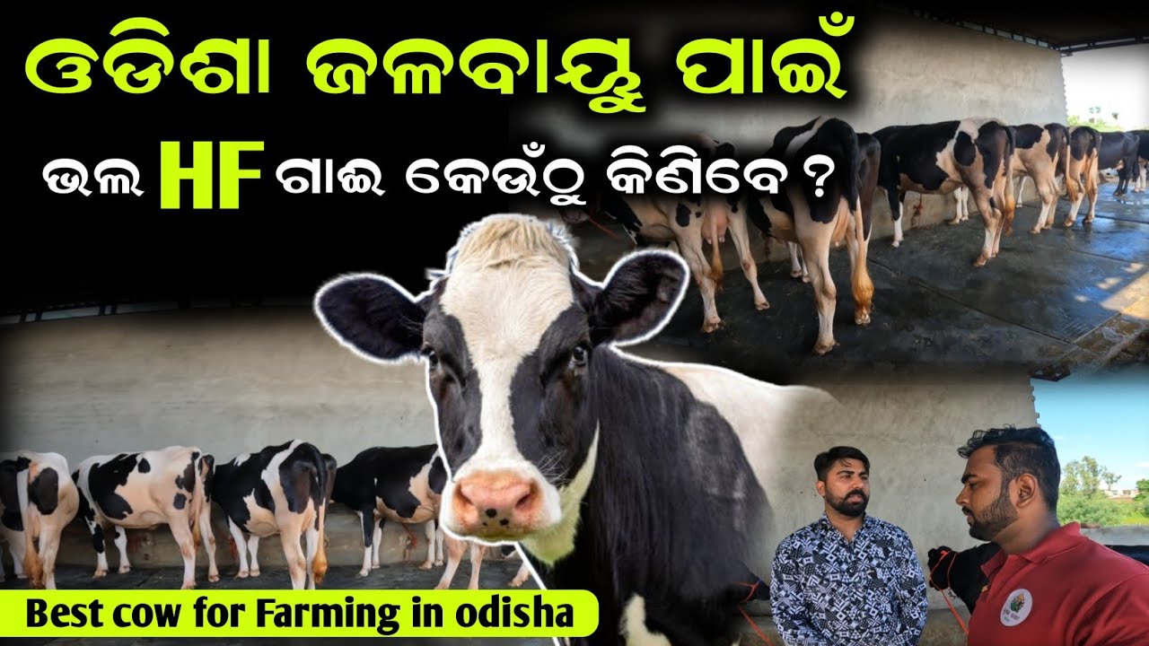 ଓଡିଶା ଜଳବାୟୁ ପାଇଁ ଭଲ ଗାଈ | Best cow for farming in odisha | Krushak sathi odisha