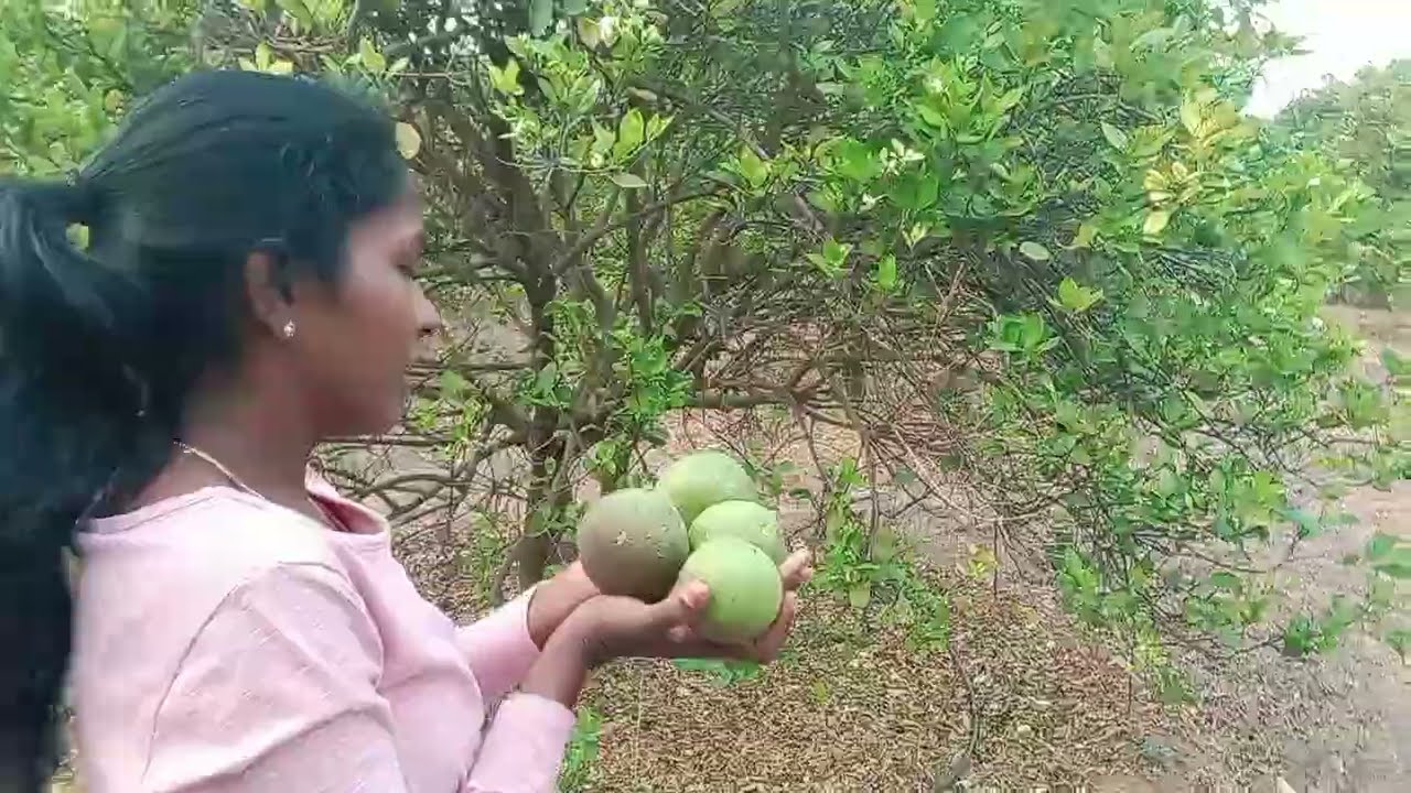 #agriculture #farmer #farmers #fruits #fruitsalad #orange #bathayithota#farming #farmingmethod 
