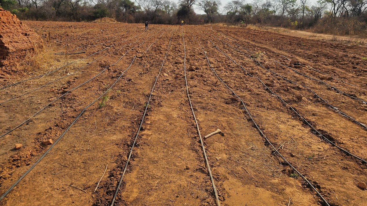 New farm Drip irrigation on green maize