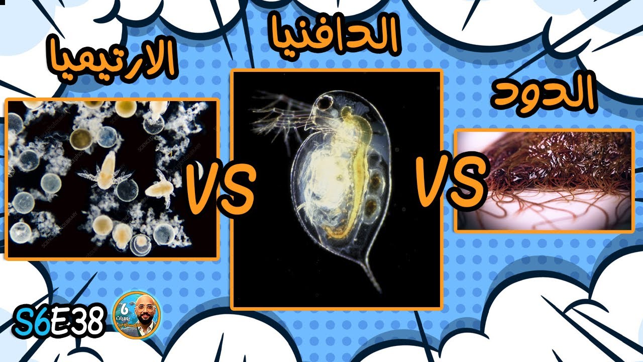 S6E38 - الدود Vs الارتيميا Vs الدافنيا