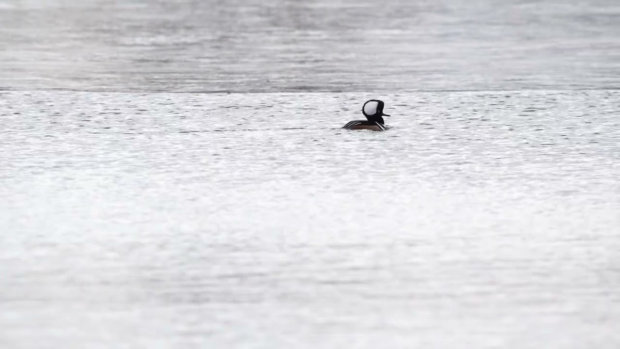 Hooded Merganser Males showing off for females