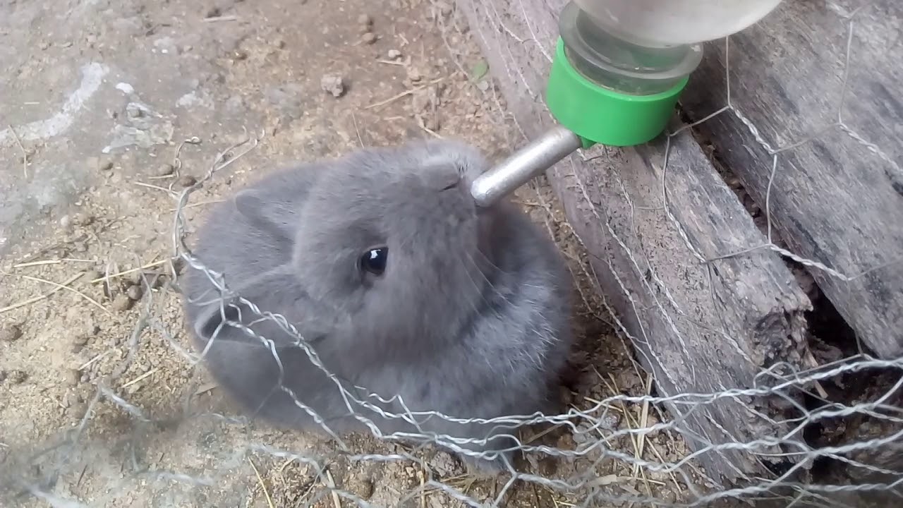 Mini Coelho / Coelho An&atilde;o Netherland Dwarf