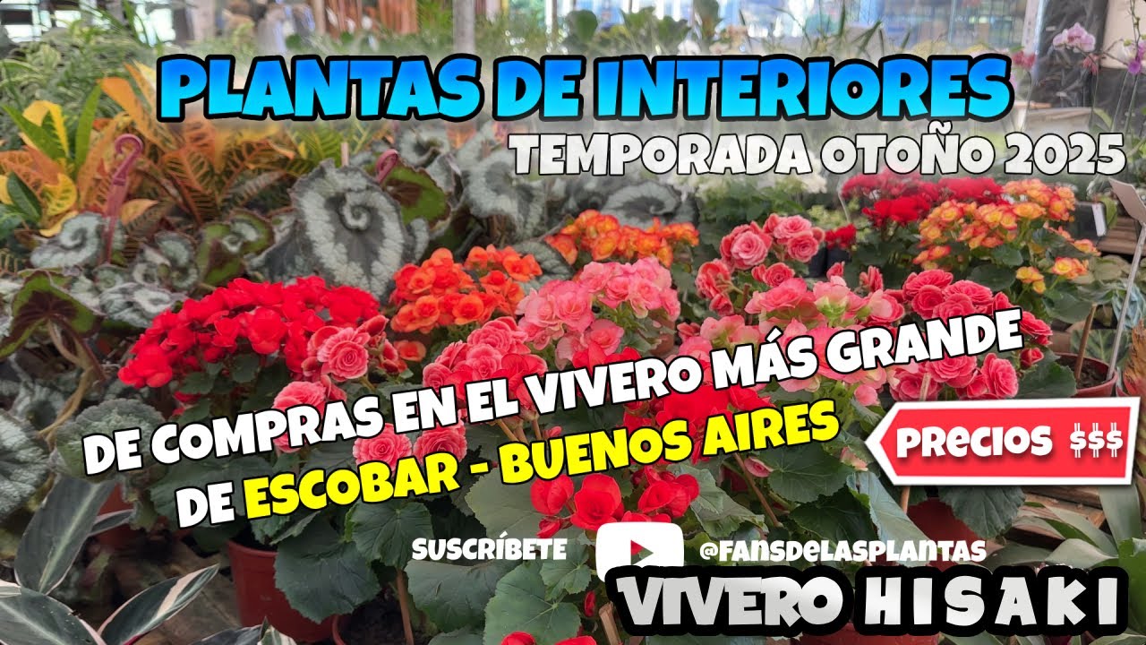 PLANTAS DE INTERIORES - Vivero Hisaki Temporada Otoño 2025, ACTUALIZACIÓN de Precios