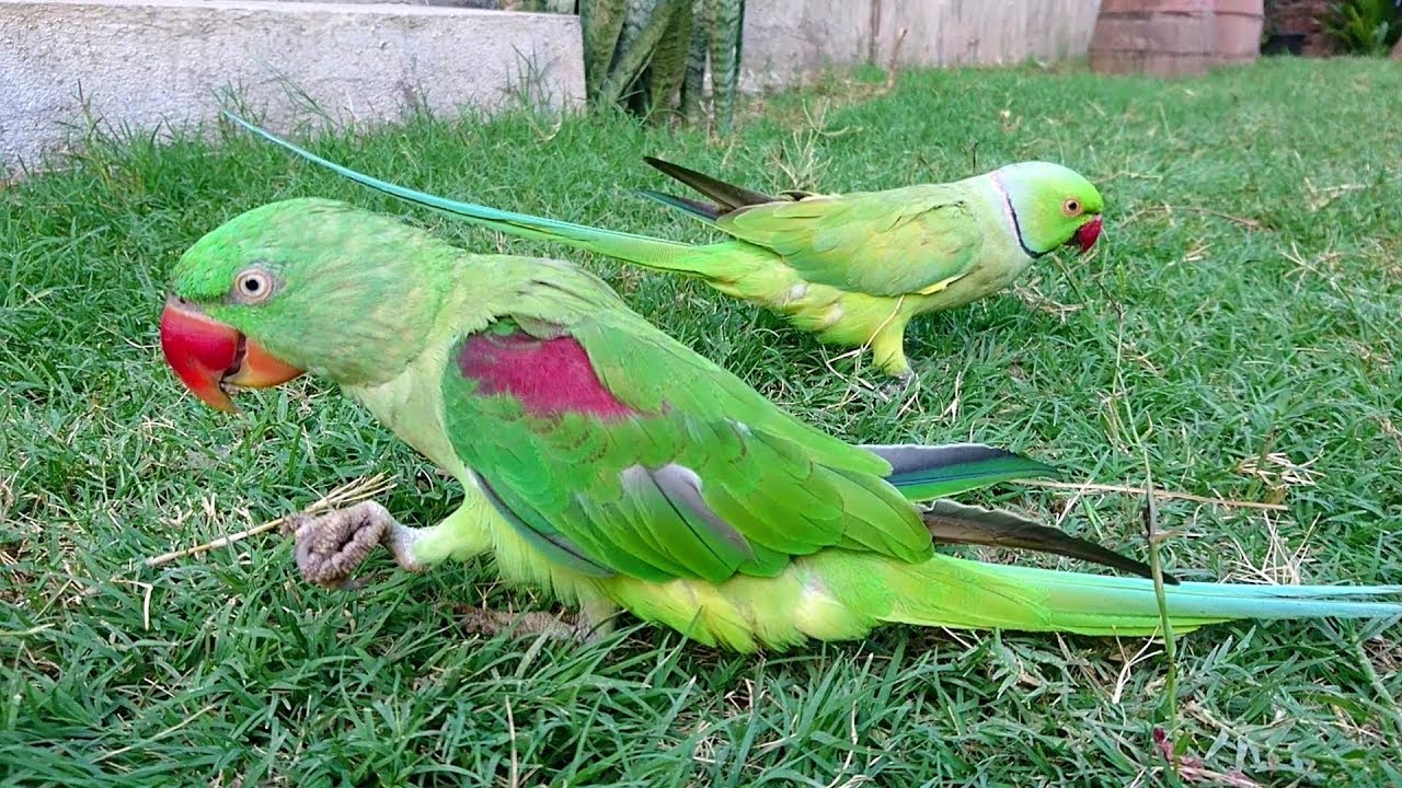 Parrots in Park