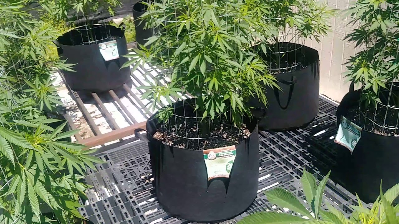 Big Bud Strain