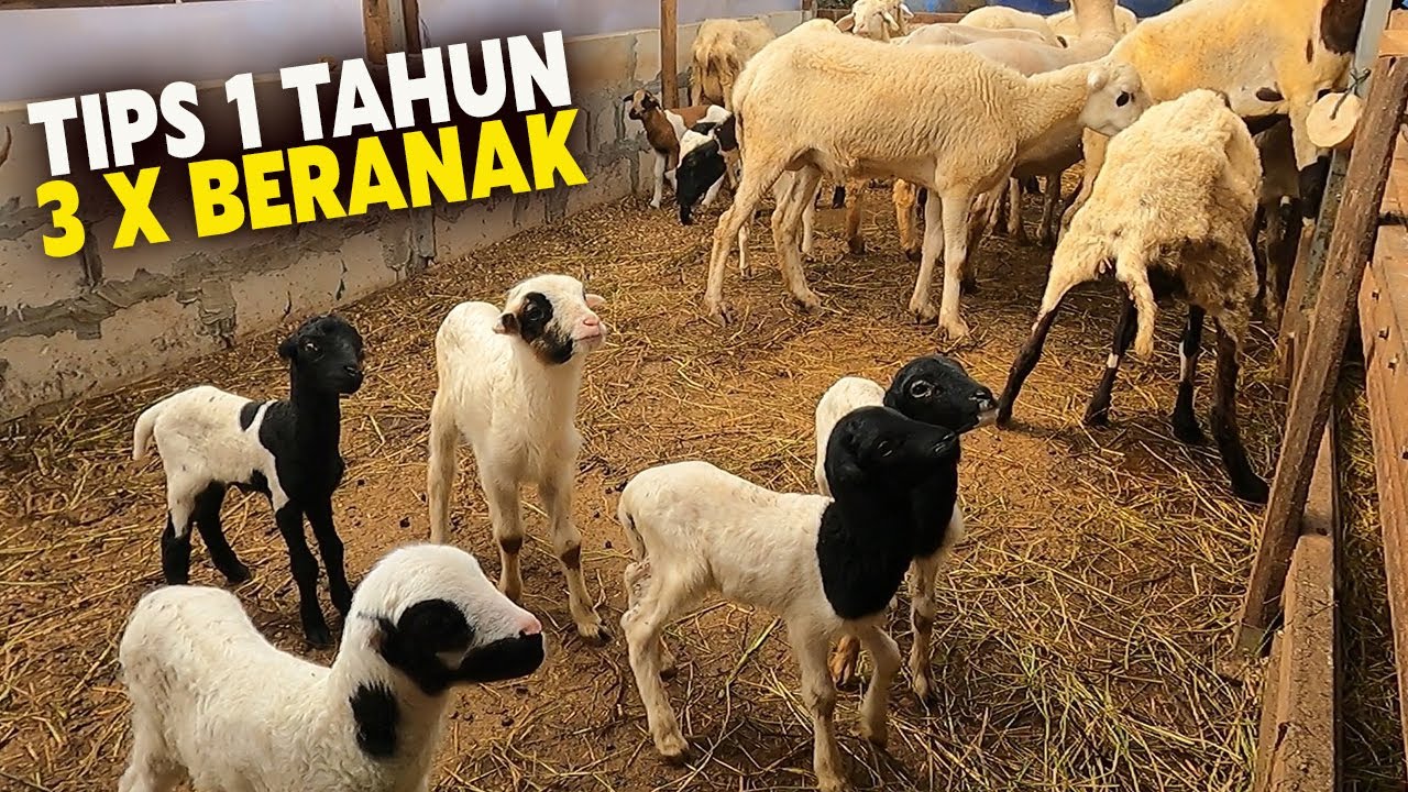 Cara Sukses Ternak Domba, Tips Breeding Domba Modern
