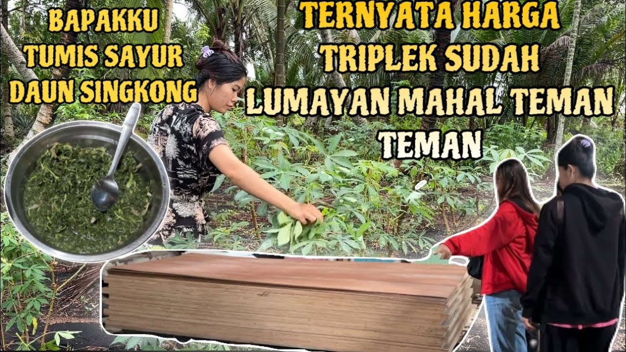 PETIK DAUN SINGKONG DAN PERGI CEK HARGA TRIPLEK BUAT RUMAH KAMPUNG
