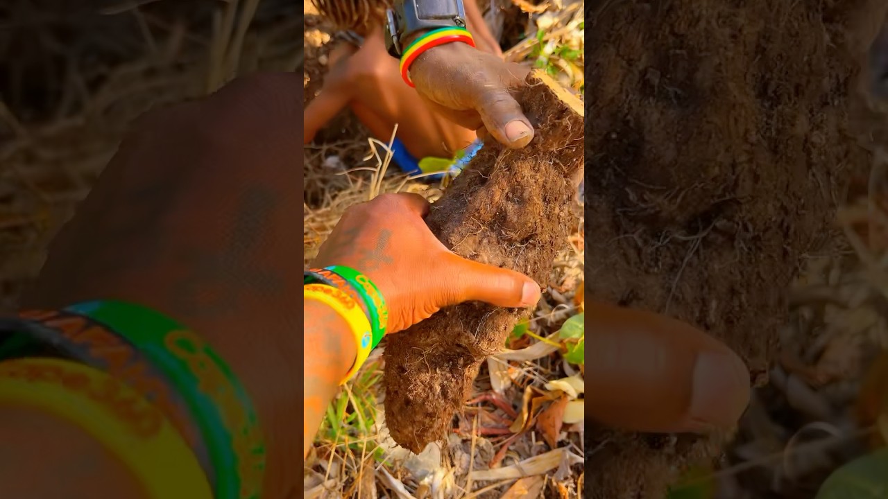 ŻYCIE POZA SIECIĄ W DZICZY NA JAMAJCE 🇯🇲