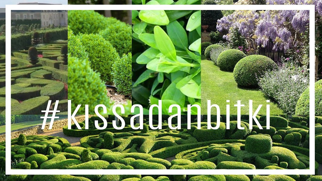 Buxus Sempervirens - Şimşir #kıssadanbitki