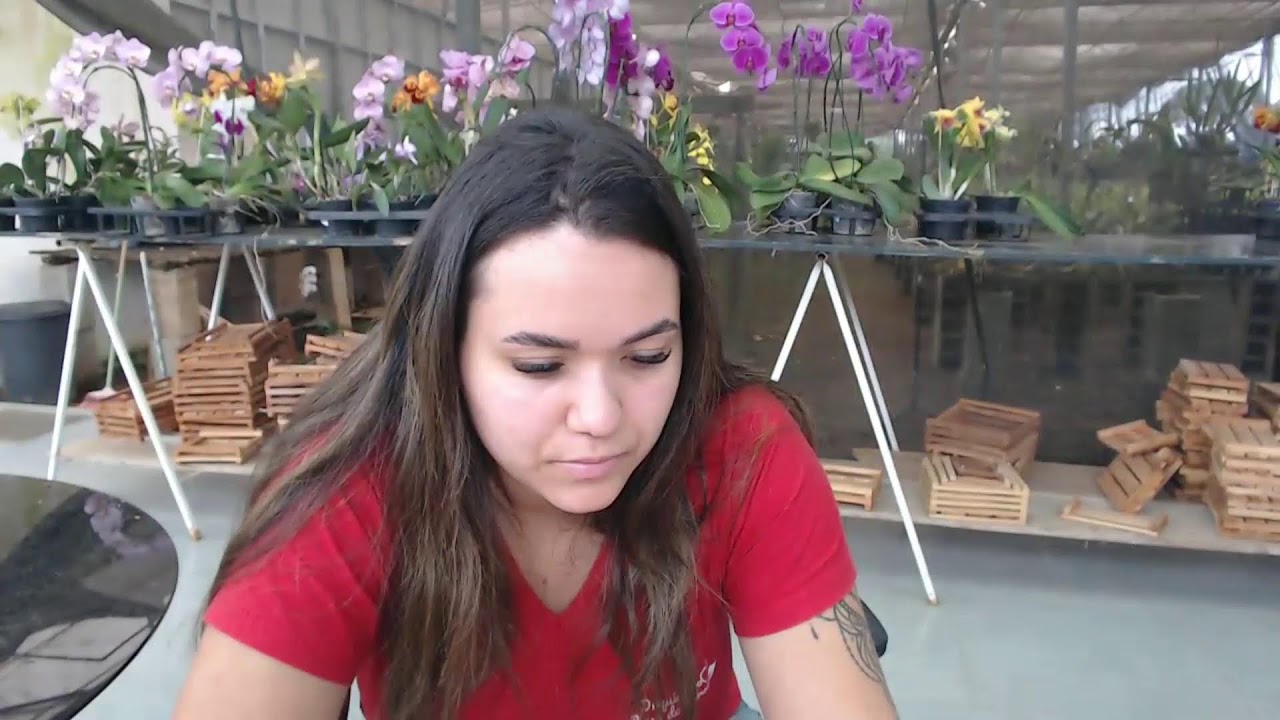LIVE DE VENDAS DE ORQUIDEAS 24/02