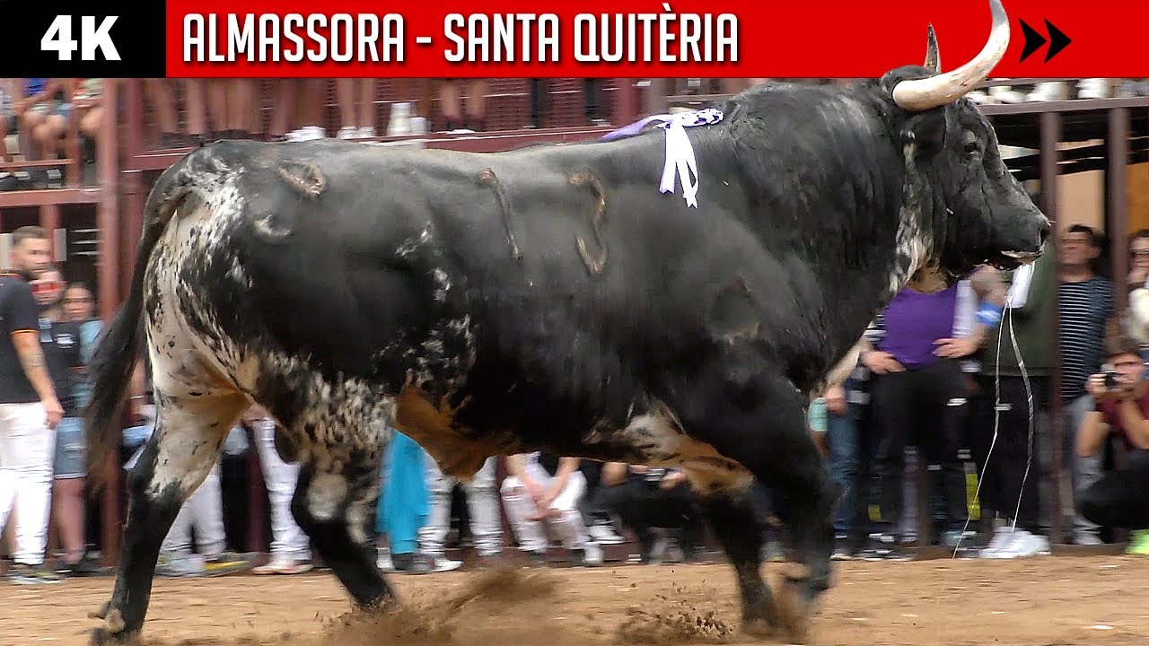 4K ▪ ALMASSORA ▪ SANTA QUITÈRIA 2023 ▶ Diferentes ganaderías
