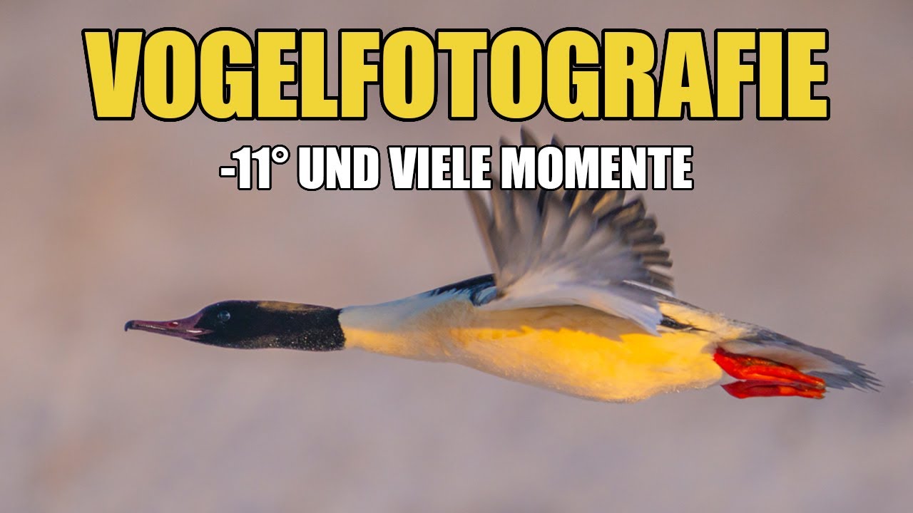 −11 °C, Eisvogel & besondere Momente – Ein Wintermorgen in der Goldenen Aue