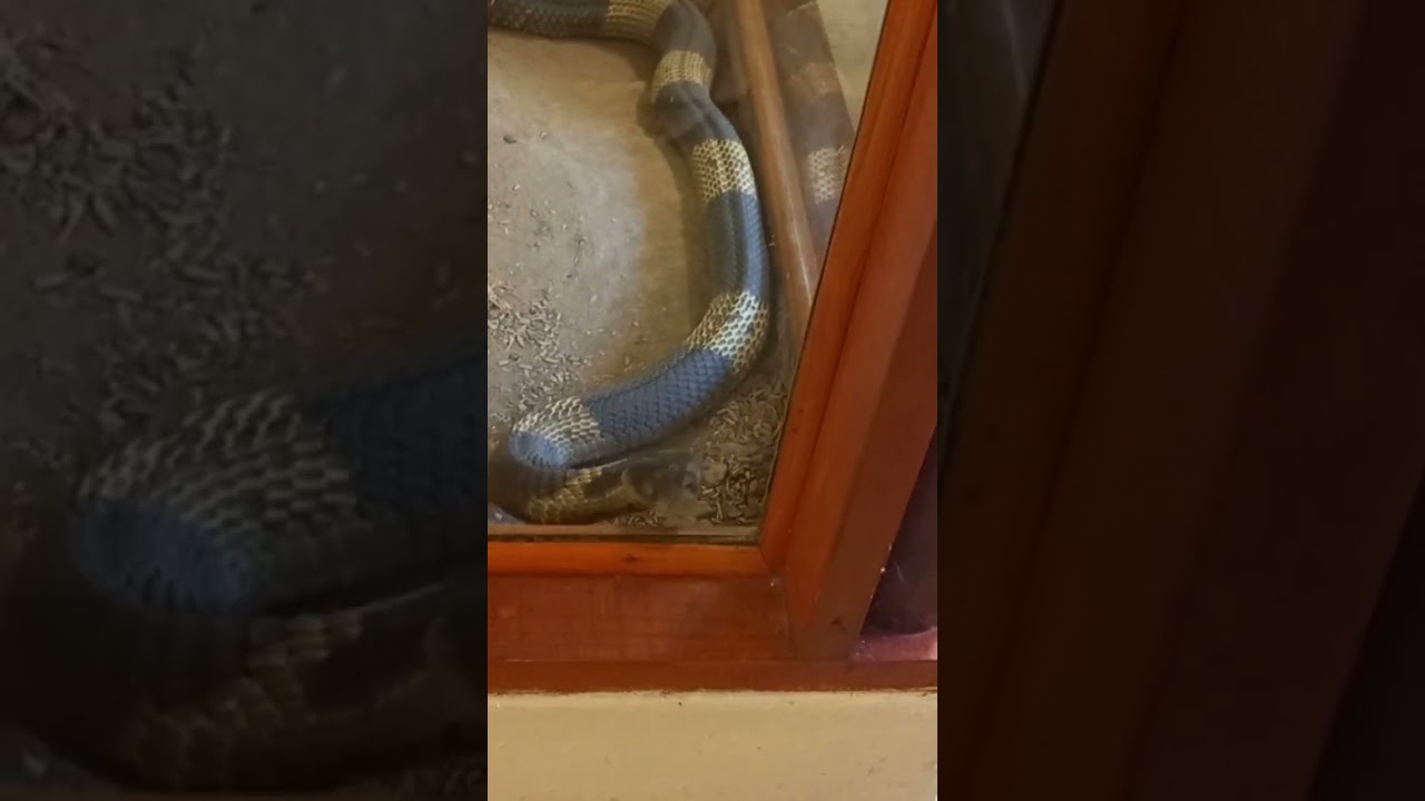 #amongus #snake that is kind of sus