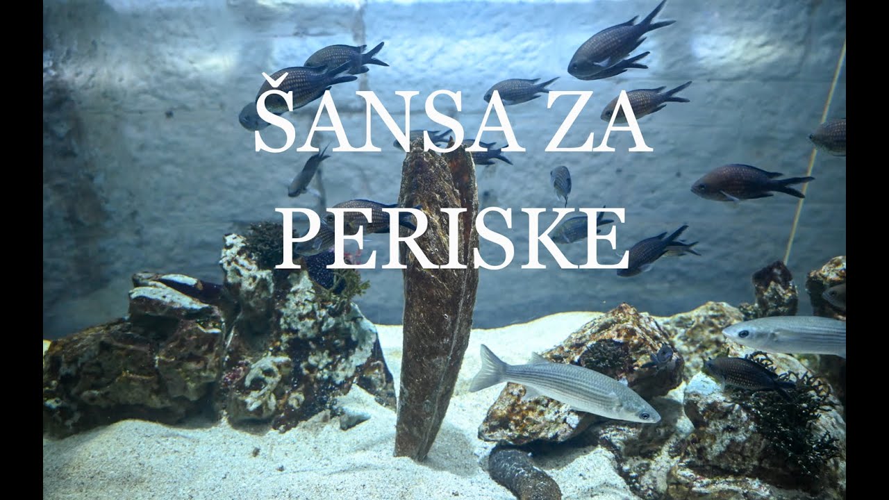 Šansa za periske - eTrafika