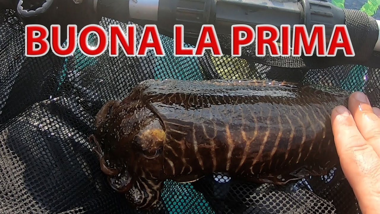 BELLY BOAT | per me prima  della stagione a seppie ed il divertimento non è mancato! 🦑 🦑 🦑