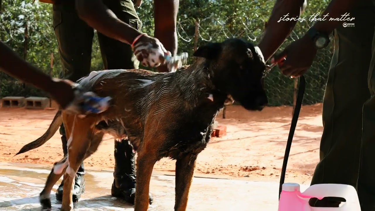 It Can Be stories: K9 Unit