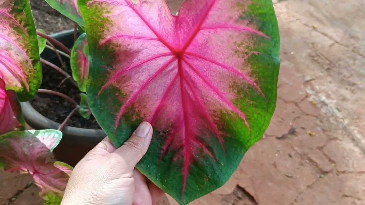 Minha pequena coleção de caladium 🌱🌺