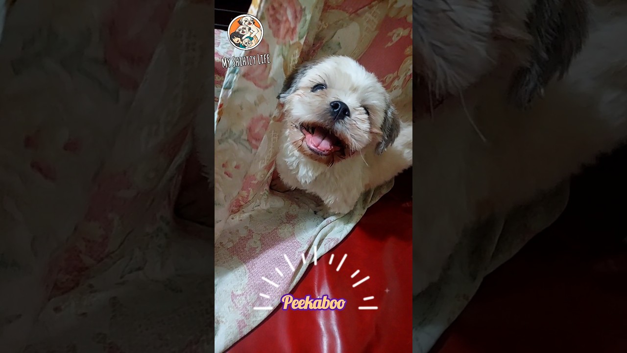 What's under the sheet? Just scaringly cute 👻 