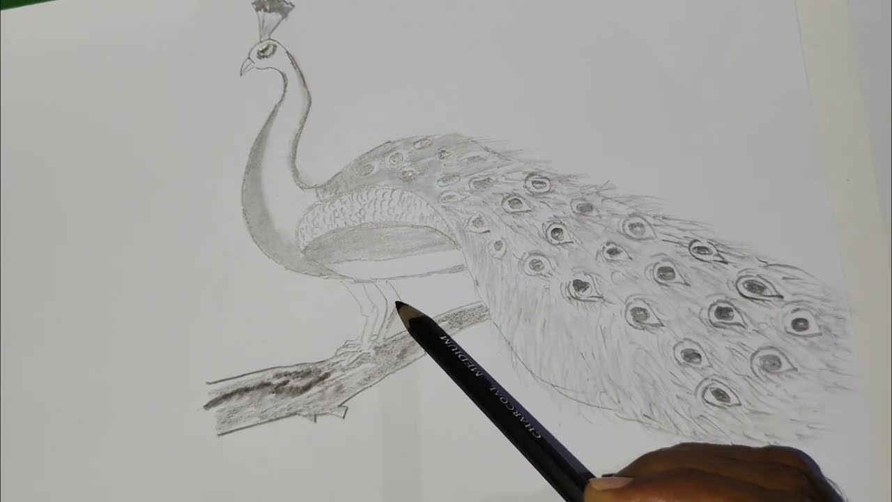 Peacock sketching practice for beginners