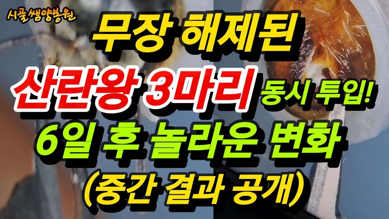 산란왕 3마리 산란 폭증 실험 중간 결과