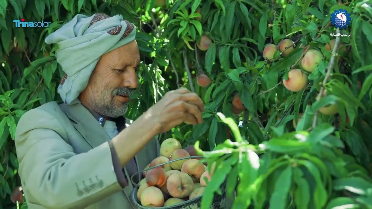 |شجروها شجروها| عمل زراعي يمني |عبدالرحمن السماوي|مهاجل يمنيه ...