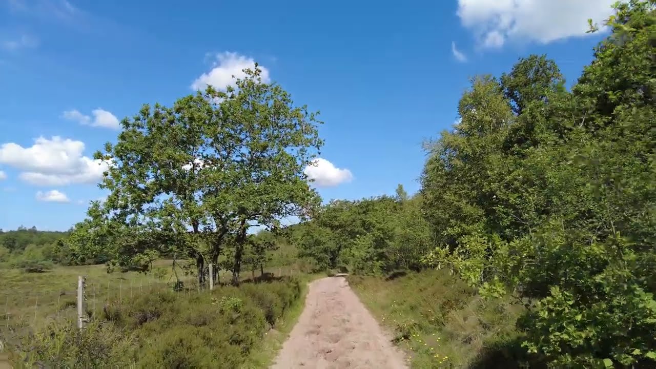 A Summer Walk in the Danish Countryside
