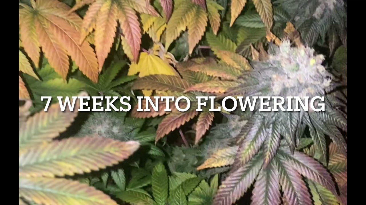 Skunk~Northern Lights Photo Period Fast Flower