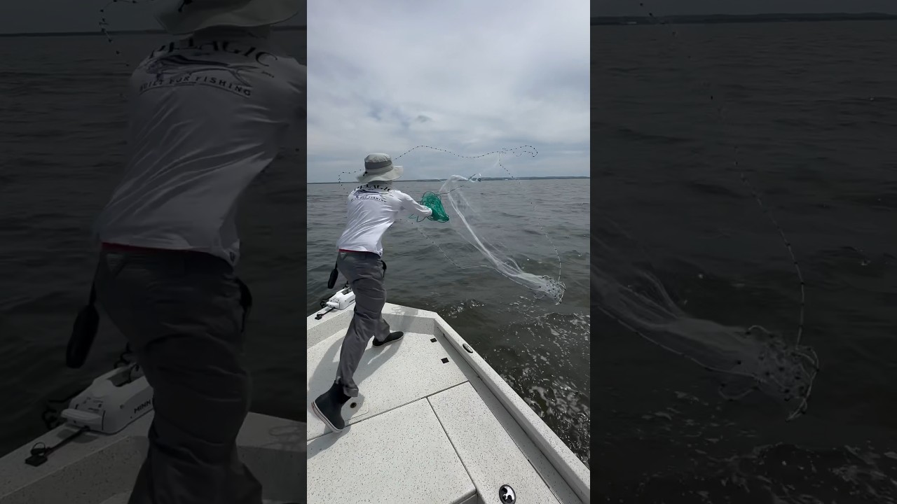 Cast Netting Adult Menhaden!